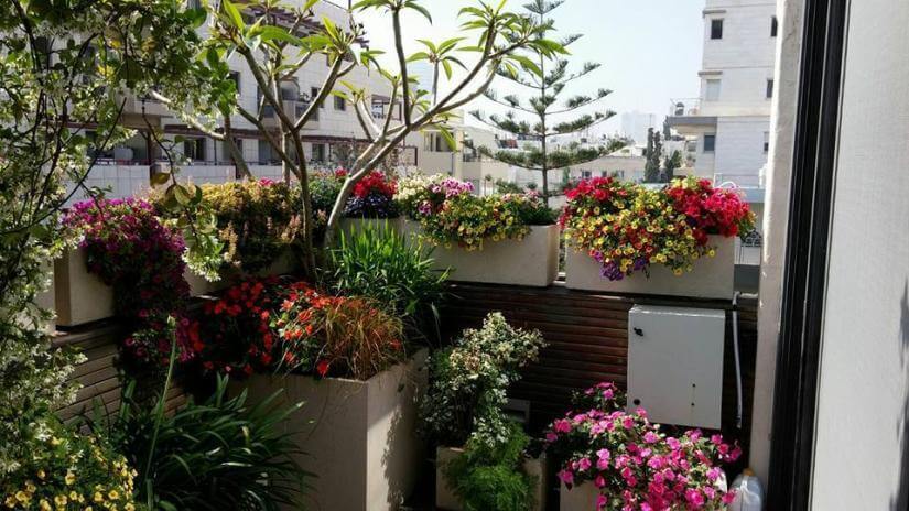 שתילת פרחים וצמחיה